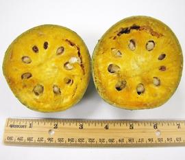   Fruit:   Aegle marmelos ; Photo by N. Diaz, USDA APHIS PPQ, imageID.idtools.org
